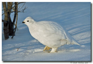 File:Perdrix des neiges.jpg