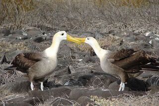 File:Albatros-galapagos.jpg