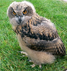 File:Baby European Eagle Owl-3340.jpg