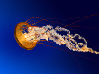File:Jellyfish.jpg