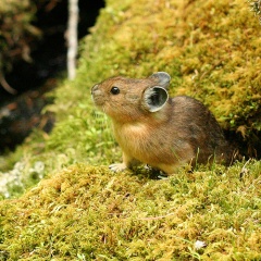 File:Pika mimi-5775.jpg