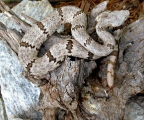 File:Serpent.Crotale.Crotalus-lepidus.jpg