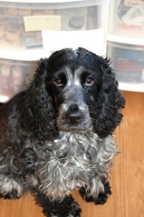 File:Cocker Spaniel Anglais Chien-9787.jpg