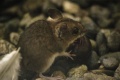 Thumbnail for version as of 15:07, 7 May 2009