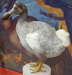 File:Dodo-dronte.jpg