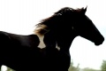 Thumbnail for version as of 12:00, 7 October 2010