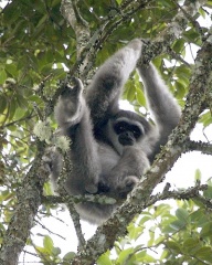 File:Gibbon cendré (Hylobates moloch)-3151.jpg