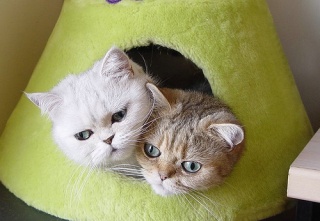 File:Chaton mimi-8606.jpg