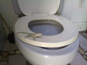 Gecko Gekko toilettes-7182.jpg