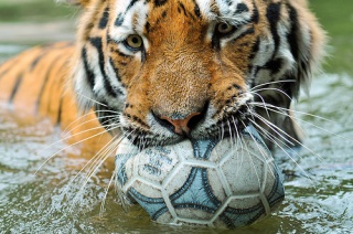 File:Tigre joue avec une balle-5598.jpg