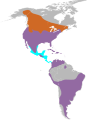 File:1200px-Falco sparverius range map.svg.png