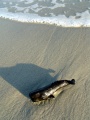Thumbnail for version as of 15:10, 21 December 2010