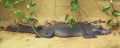 Thumbnail for version as of 03:02, 9 April 2014