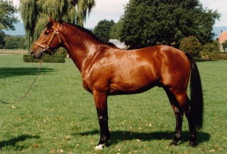 File:Franches-Montagnes cheval.jpg