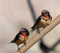 Thumbnail for version as of 17:23, 27 June 2010