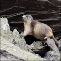 Thumbnail for version as of 09:31, 29 March 2013