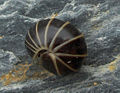 Thumbnail for version as of 15:23, 7 May 2009