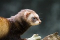 Thumbnail for version as of 15:23, 21 December 2010