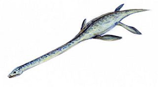 File:Élasmosaure-Elasmosaurus.jpg