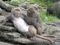 Thumbnail for version as of 22:32, 3 May 2010