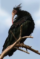 File:Ibis-chauve.jpg