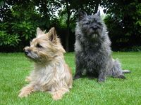 Cairn terrier.jpg