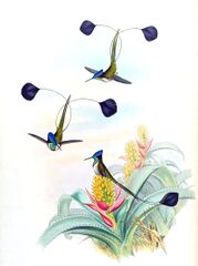 File:Loddigesia mirabilis.jpg