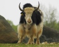 Thumbnail for version as of 14:42, 21 December 2010