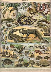 File:423px-Reptile003d.jpg
