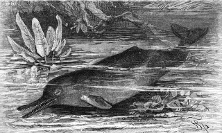 File:Dauphin du Gange.jpg