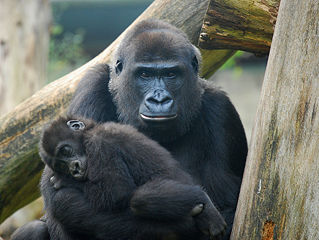 File:Gorille-Guenon-Mère-Maman-Enfant-Bébé-Petit-8929.jpg