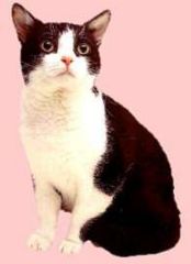 File:Chat-American wirehair.jpg