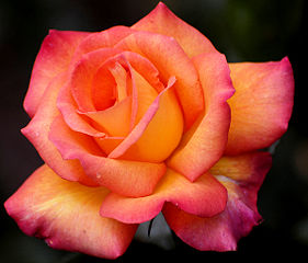File:Une rose-1812.jpg
