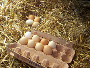 File:786px-Freerange eggs.jpg