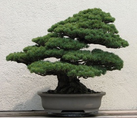 File:Bonsaï-bonzaï-bonsai-Pinus parviflora.jpg