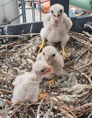 File:Commonkestrelchicks2020.jpg