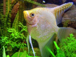 File:Poisson-7951.jpg
