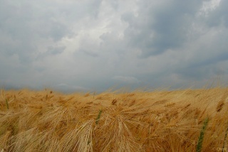 File:Orage dans le champ de blé-6864.jpg