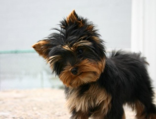 File:Yorkshire terrier miniature-Yorkshire toy-Toy dog-8718.jpg