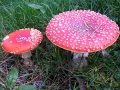 Thumbnail for version as of 09:12, 22 October 2010