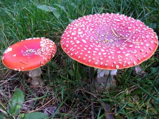 File:Amanite tue-mouches-9462.jpg