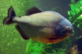 Thumbnail for version as of 17:55, 28 March 2011