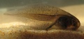 Larve de grenouille