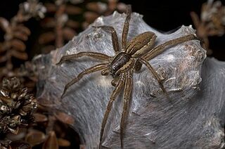 File:Femelle dolomedes.jpg