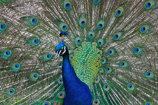 File:Paon bleu-Ocelles-5447.jpg