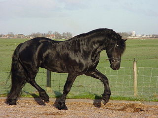File:Cheval frison.jpg