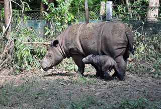 File:Sumatran rhinoceros and juvenile.jpg