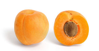 File:Abricot-Noyau-Fruit.jpg