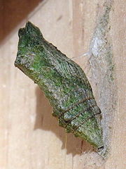 File:Chrysalide de Machaon.jpg