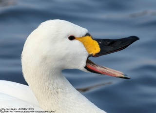 File:Cygne de Bewick portrait BEC 19022010 - Japon.jpg